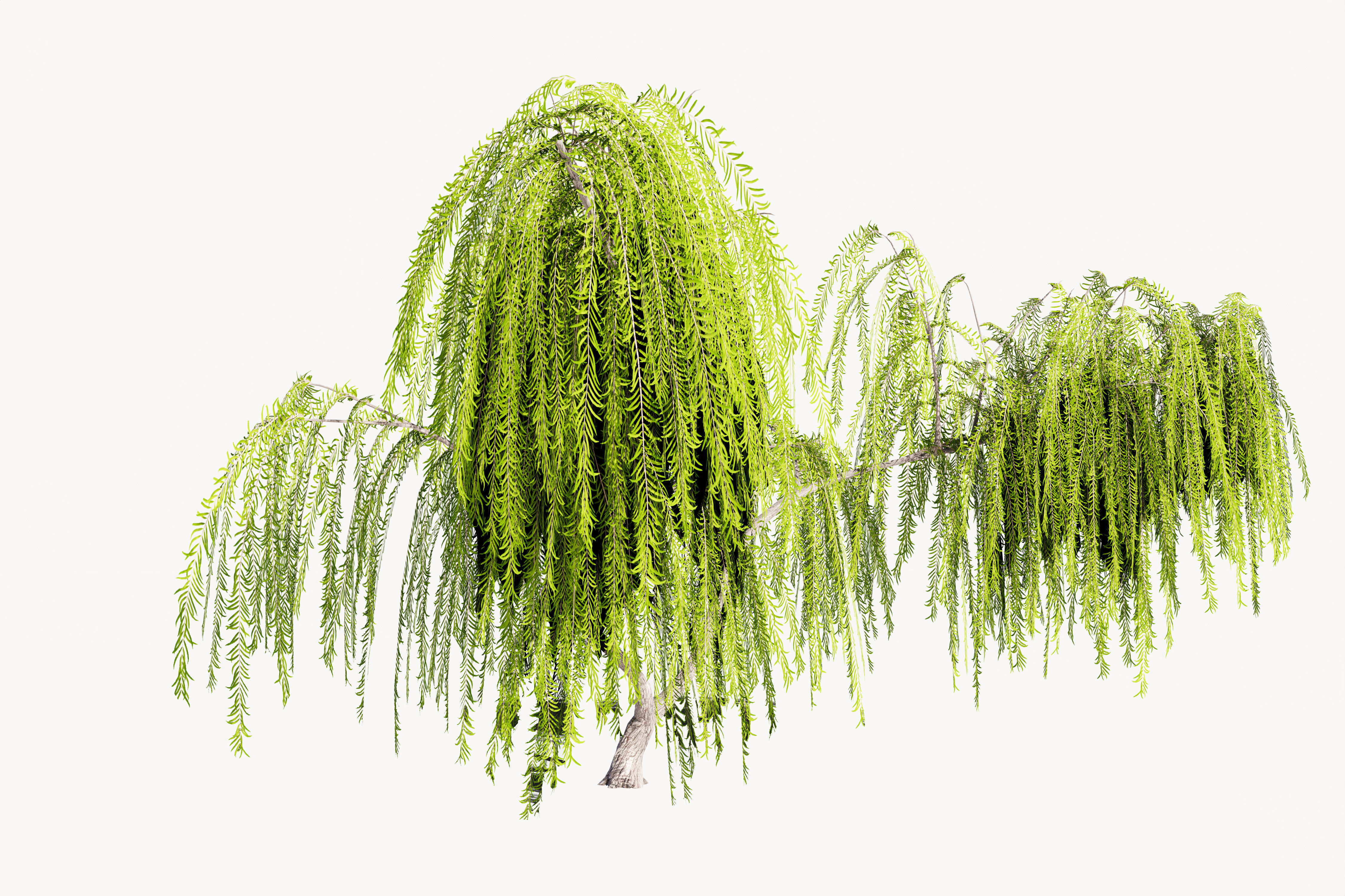5 Willow Tree Low-poly 3D model_7