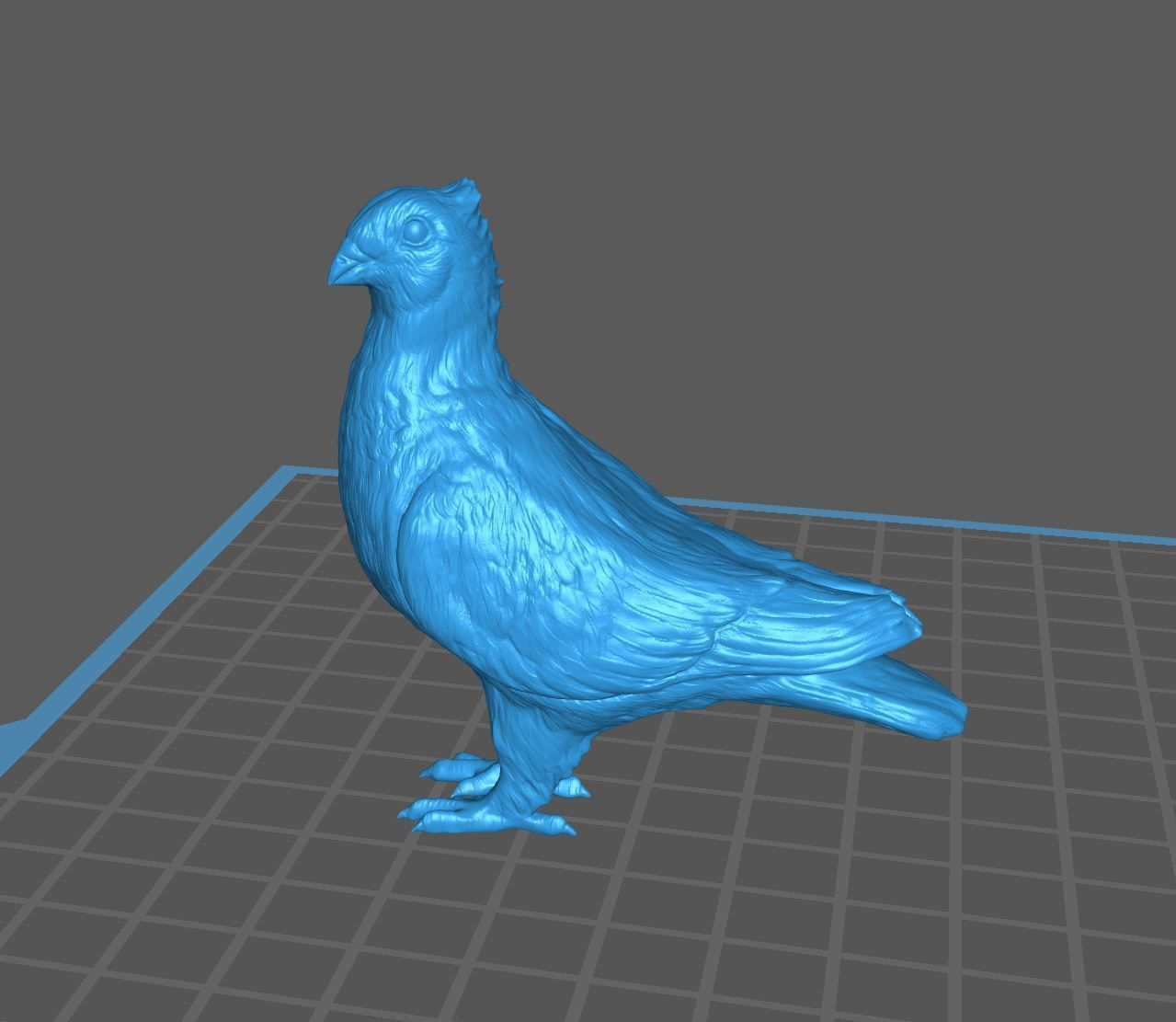 Highpoly Swiss Lucerne pigeon Rassetaube Schweiz Farbtaube  3D print model_5