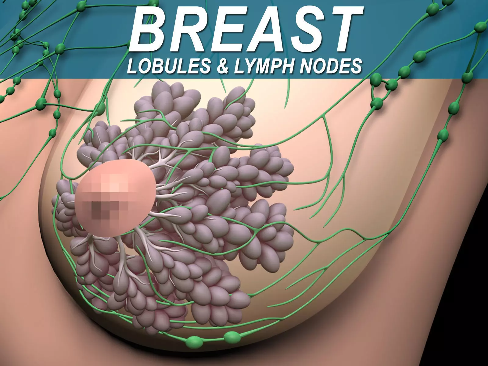 Female Breast 3D model_0