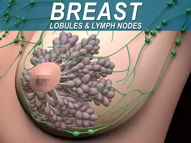 Female Breast 3D model