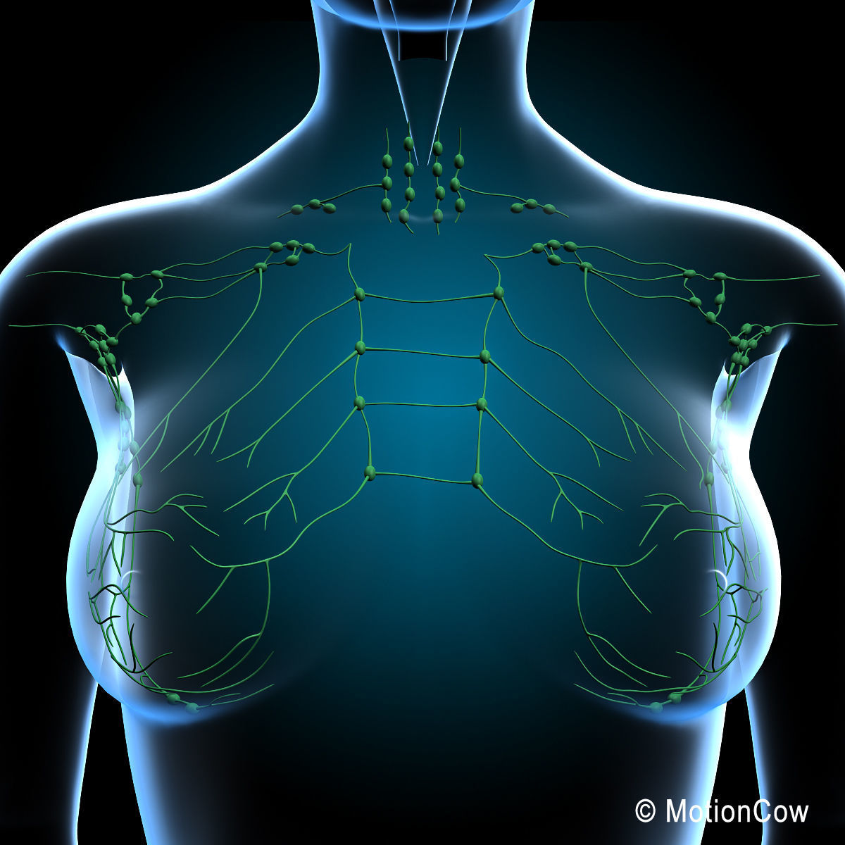 Female Breast 3D model_12
