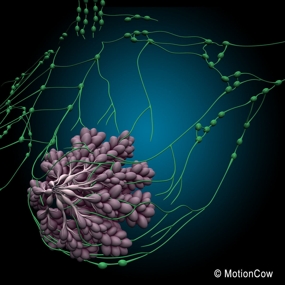 Female Breast 3D model_2