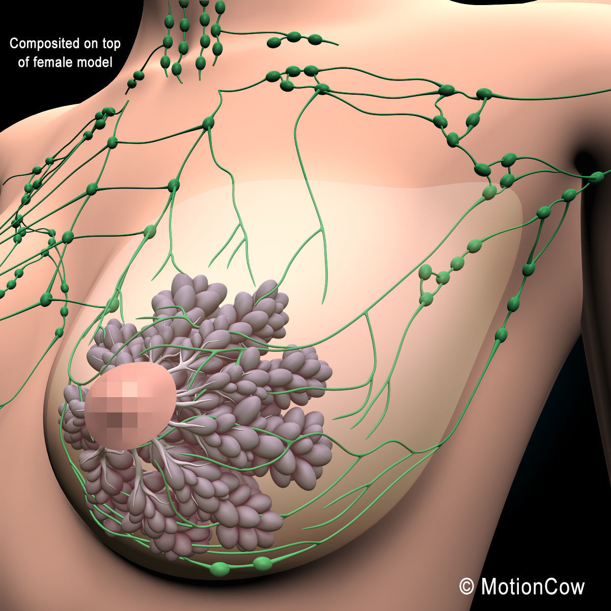 Female Breast 3D model_1