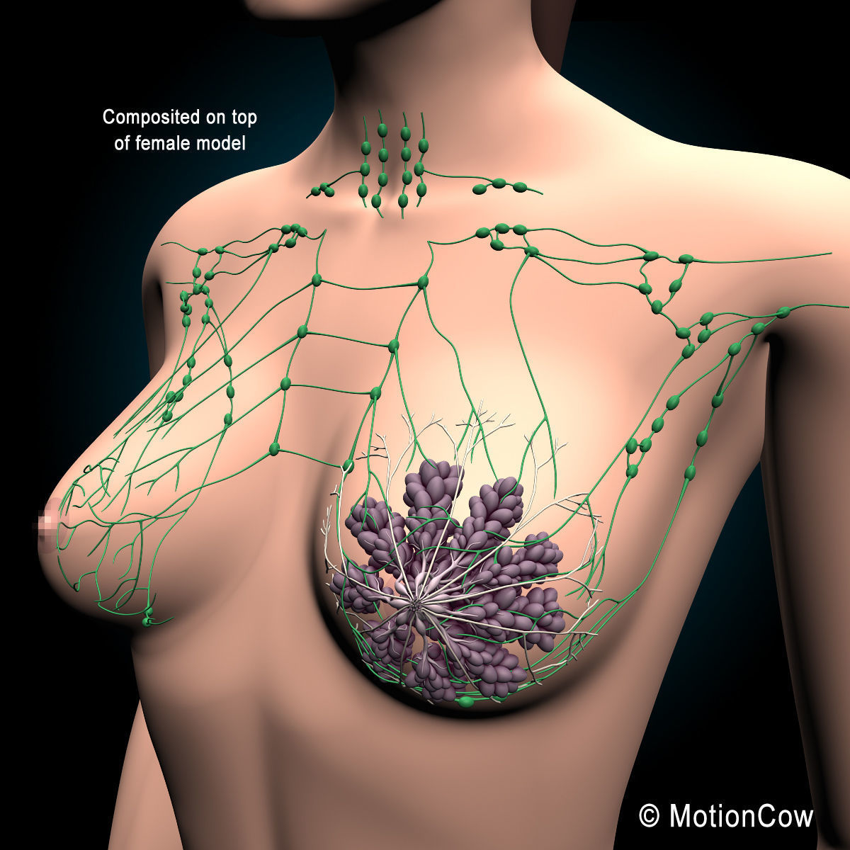Female Breast 3D model_4