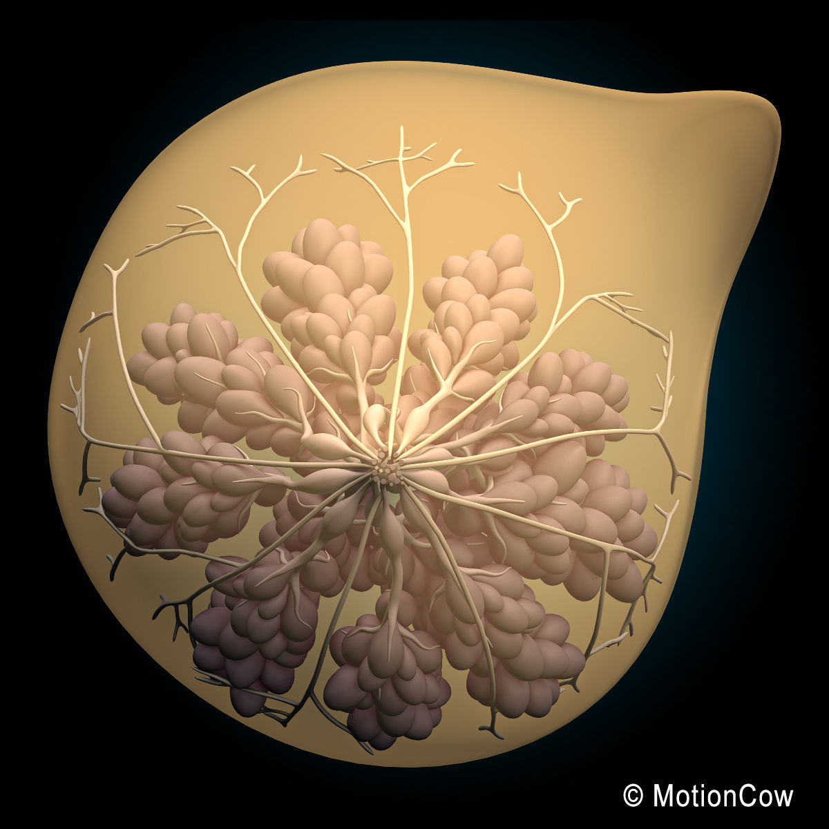 Female Breast 3D model_10