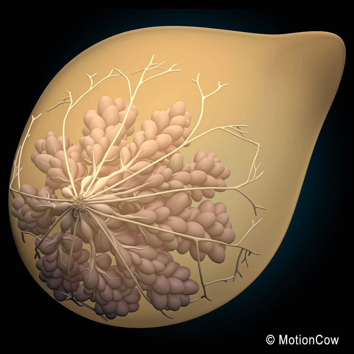 Female Breast 3D model_11