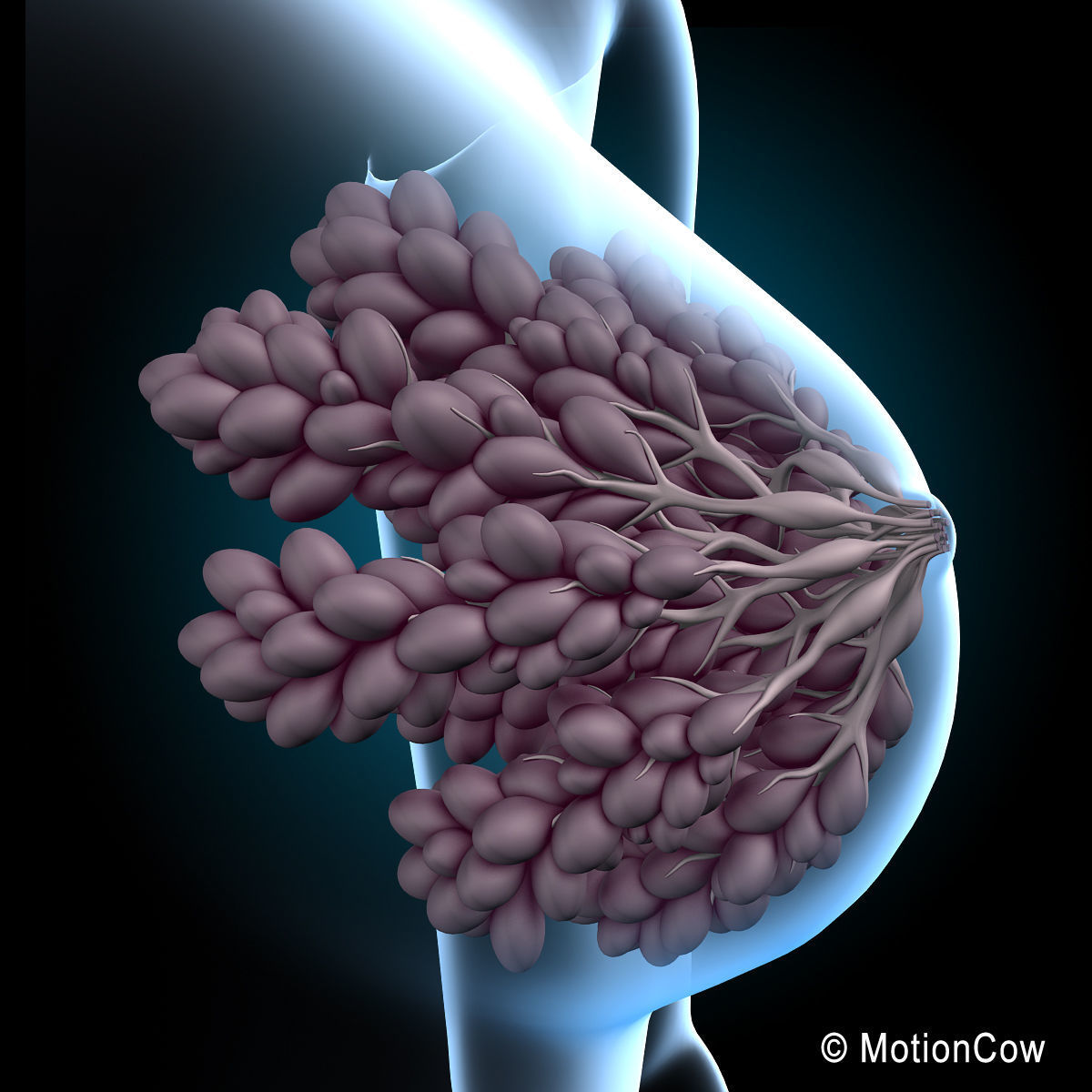 Female Breast 3D model_7