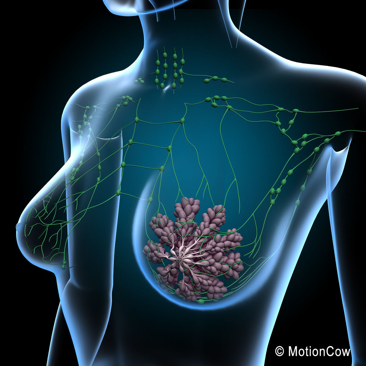 Female Breast 3D model_3