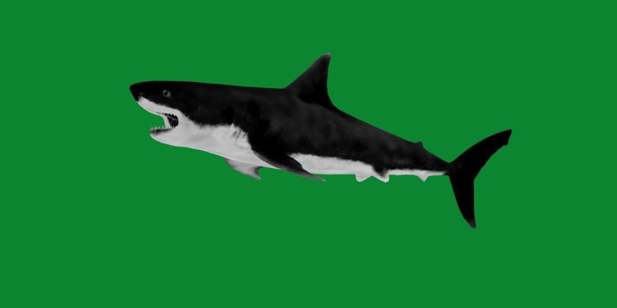 Great White Shark Low-poly 3D model_23