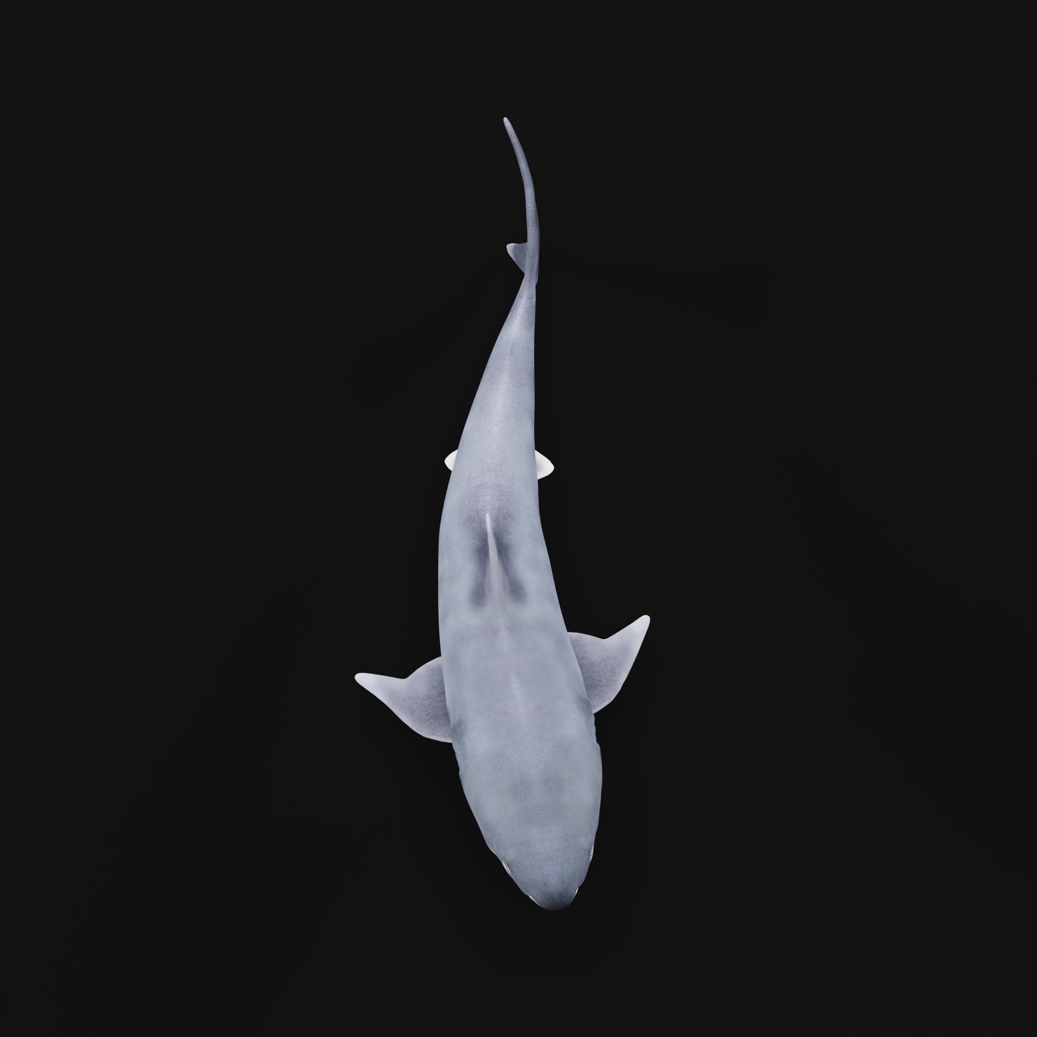 Great White Shark Low-poly 3D model_30