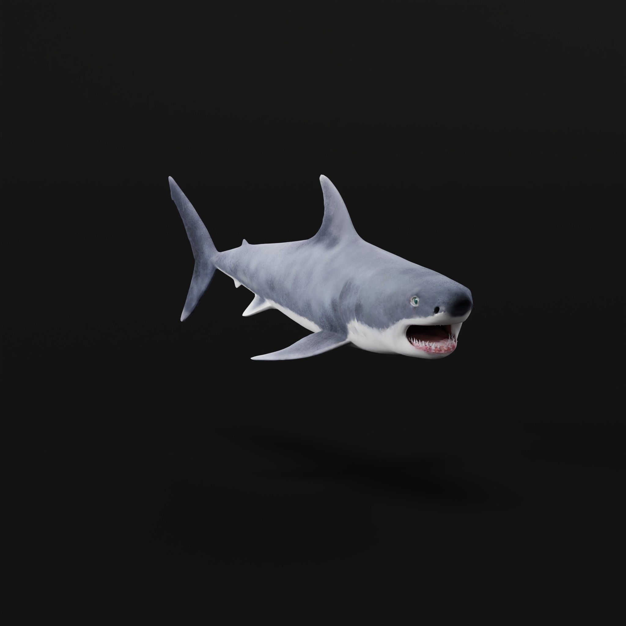 Great White Shark Low-poly 3D model_31