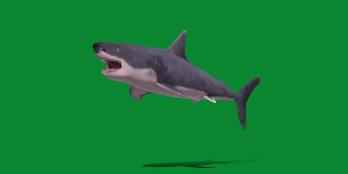 Great White Shark Low-poly 3D model_4