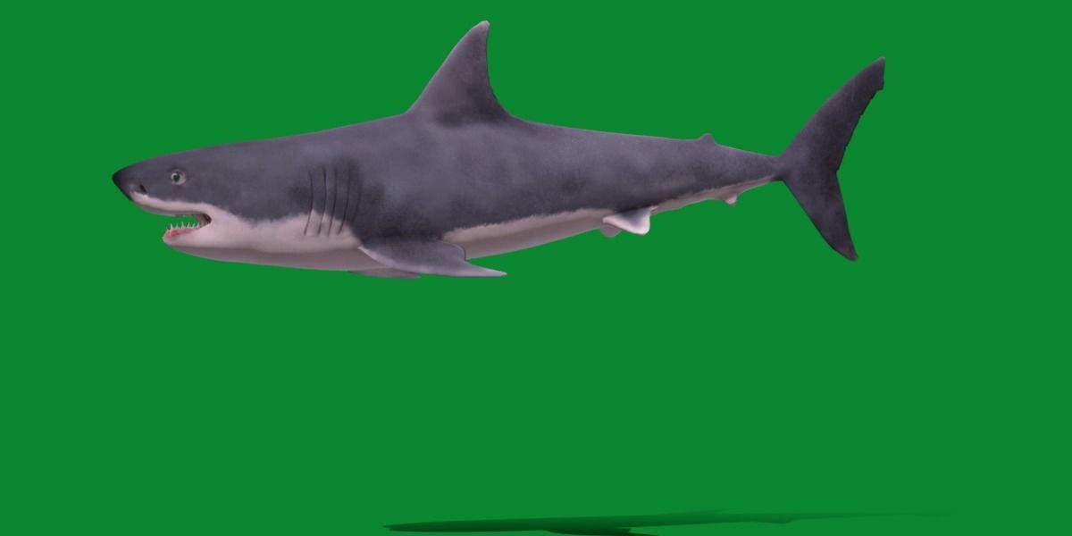 Great White Shark Low-poly 3D model_13