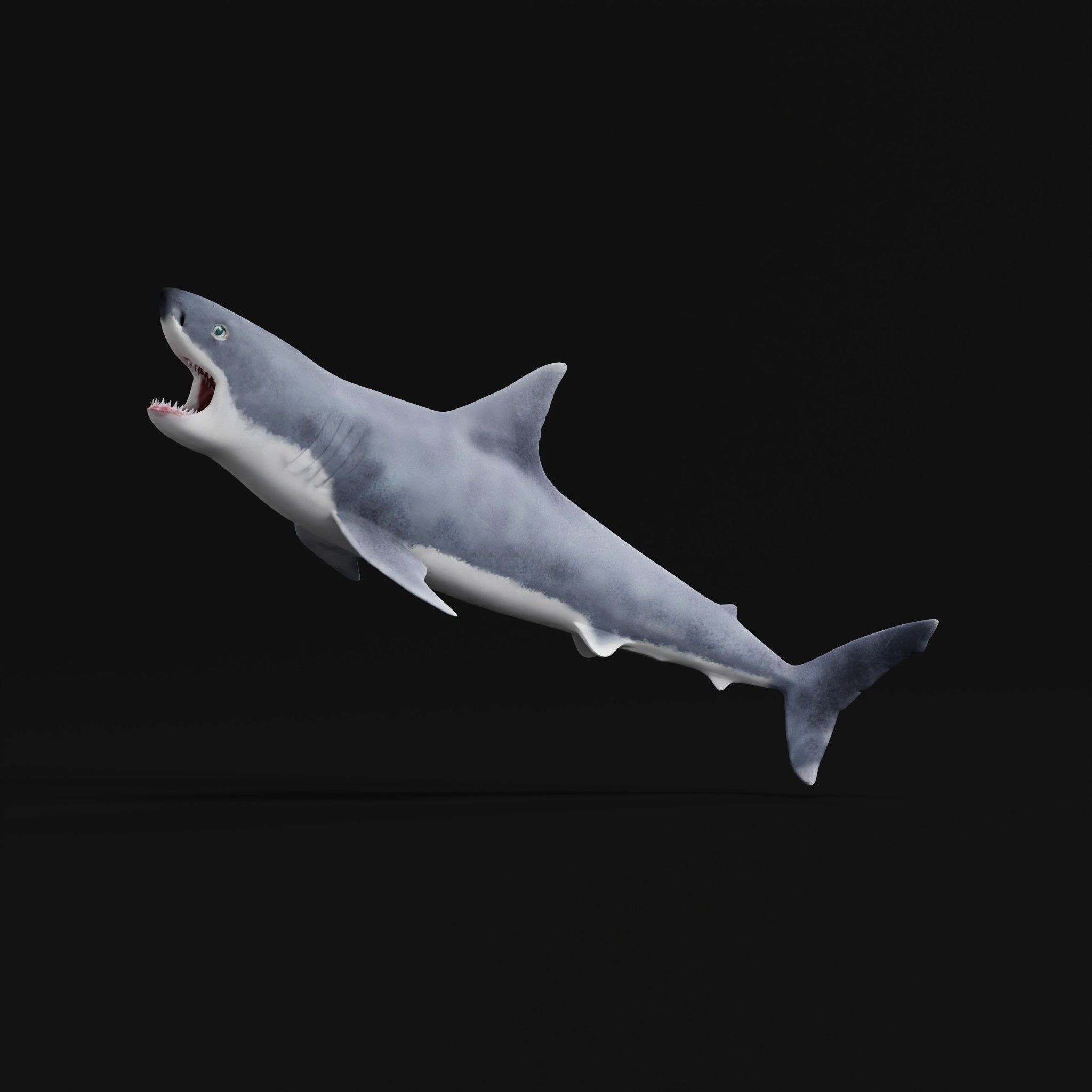 Great White Shark Low-poly 3D model_26
