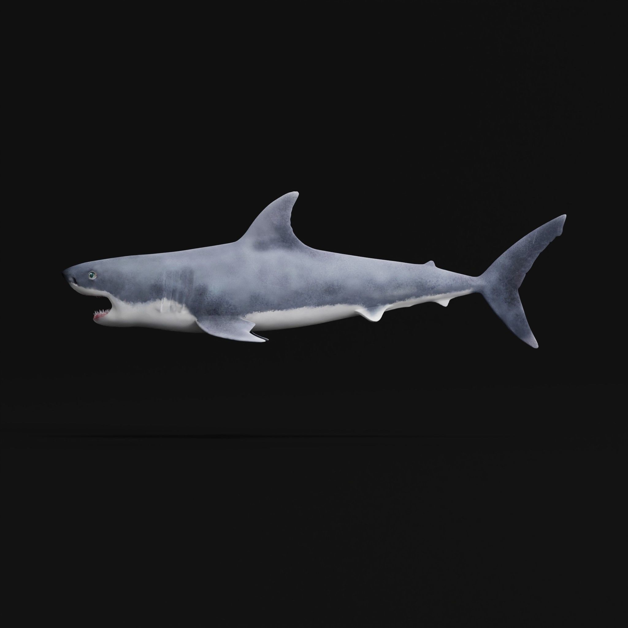 Great White Shark Low-poly 3D model_32