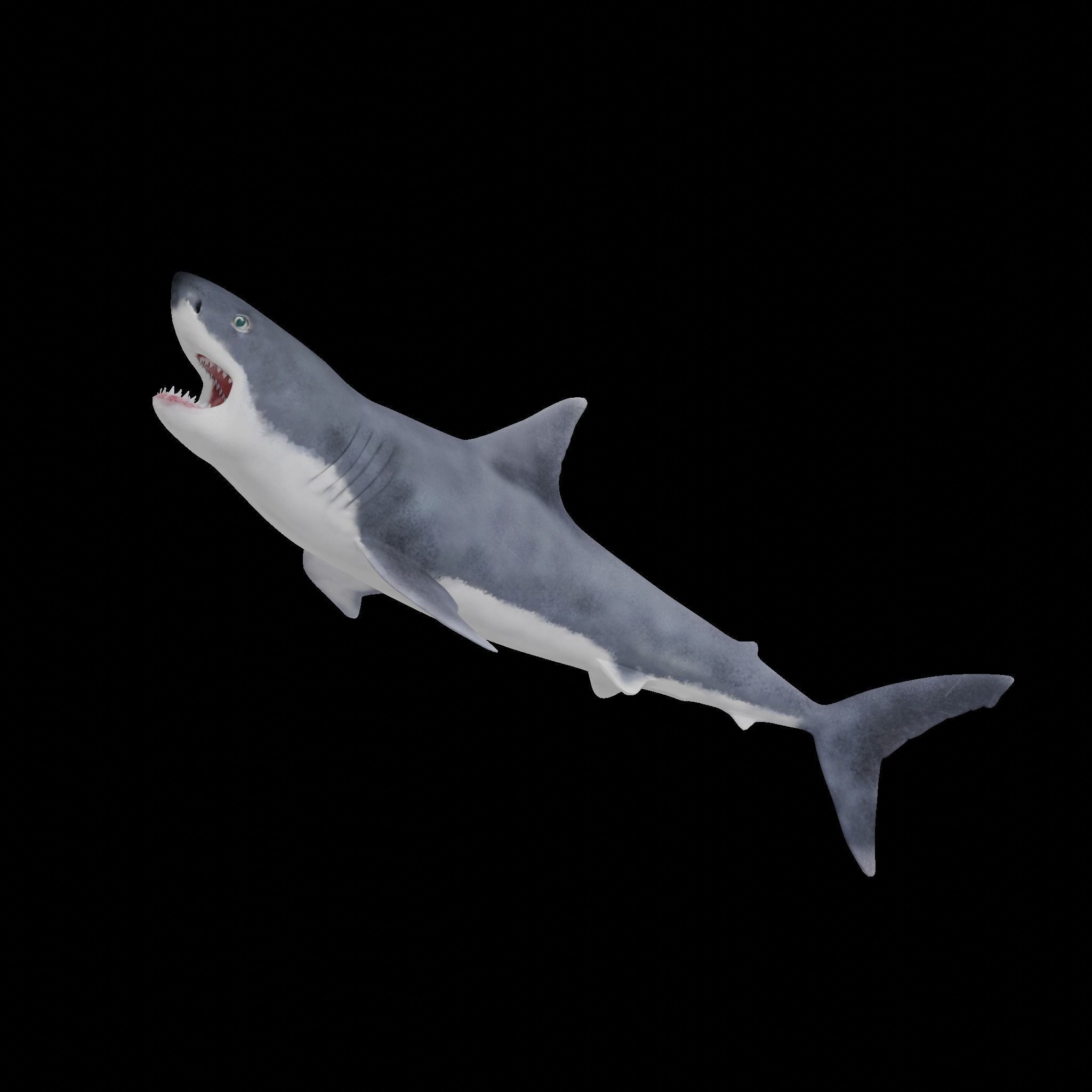 Great White Shark Low-poly 3D model_2