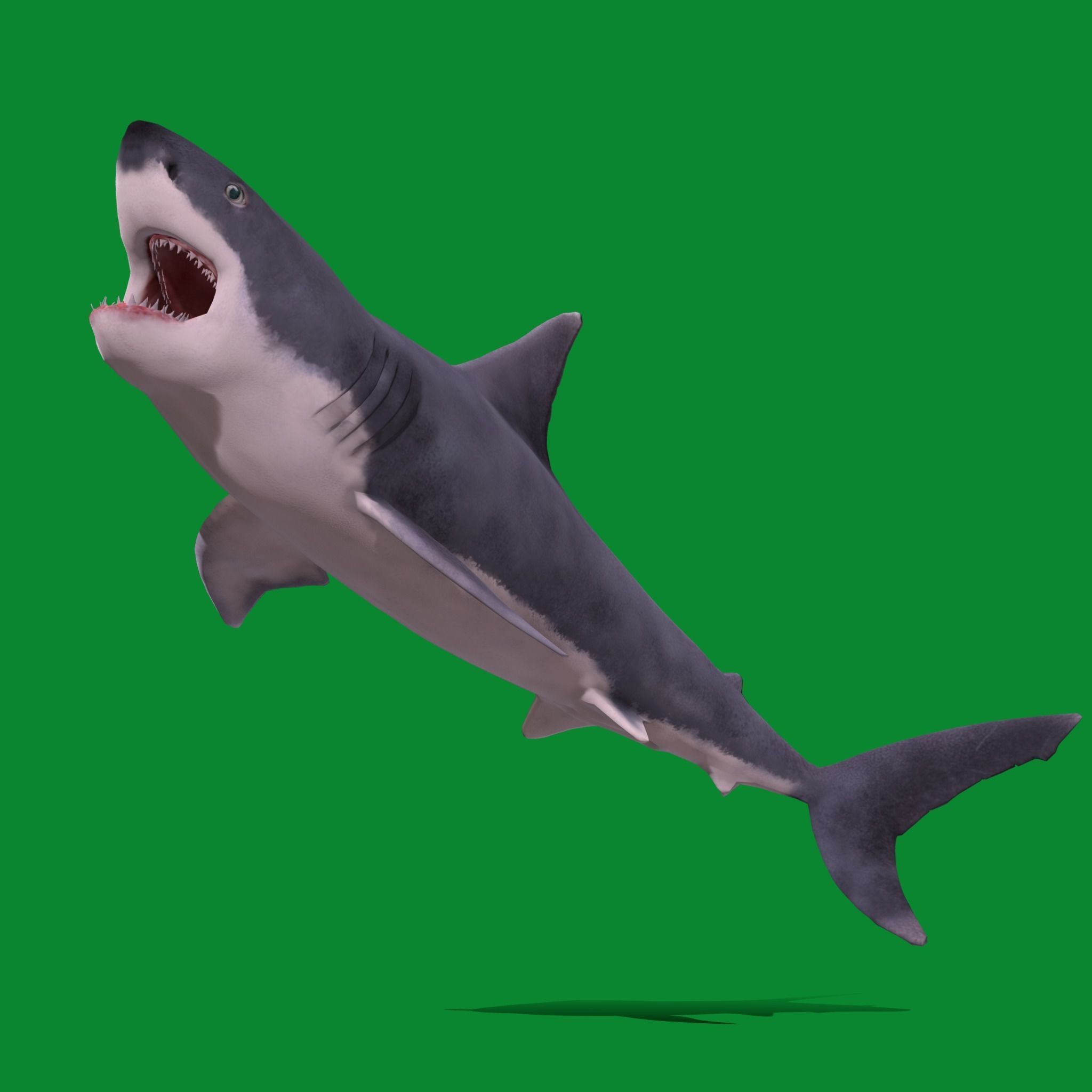 Great White Shark Low-poly 3D model_14