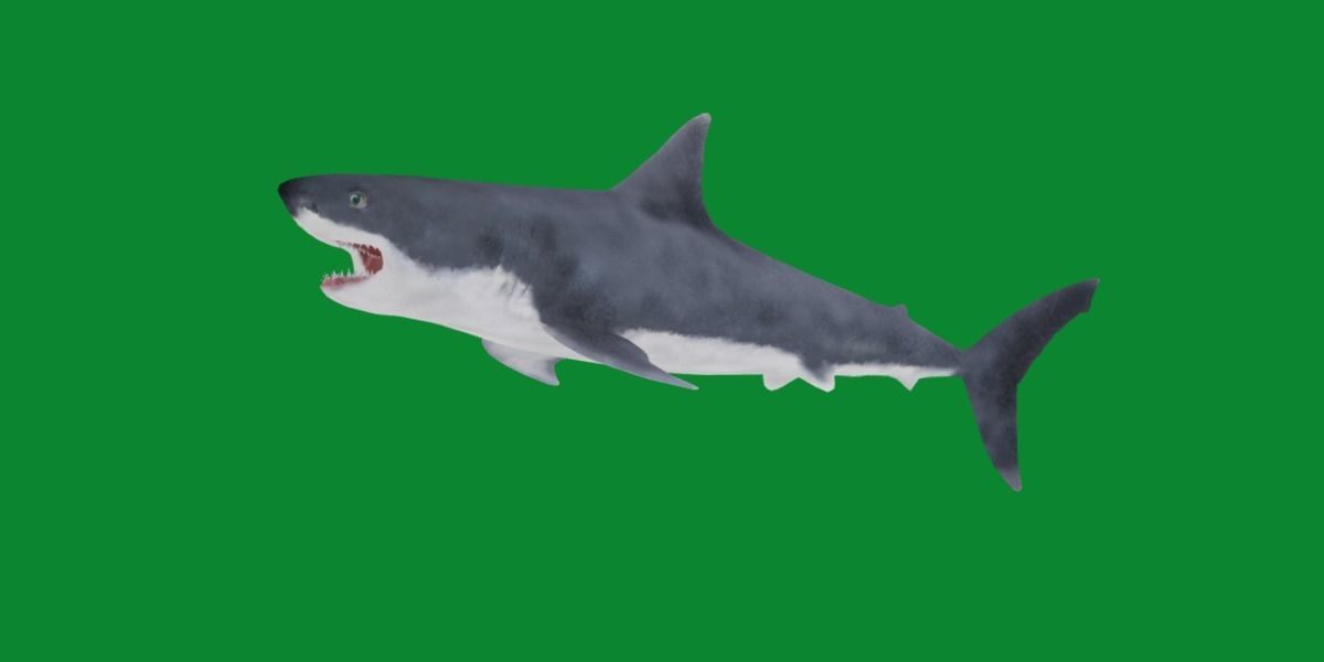 Great White Shark Low-poly 3D model_15
