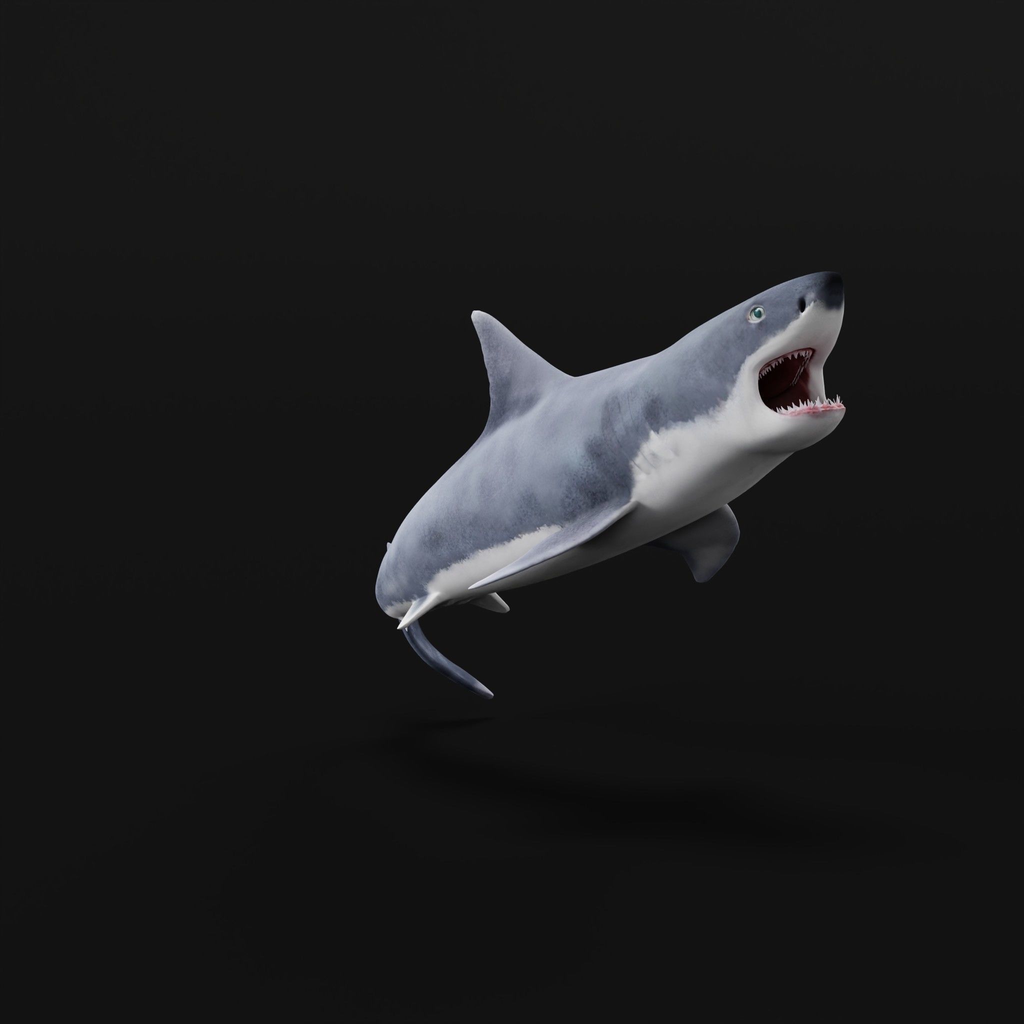 Great White Shark Low-poly 3D model_25