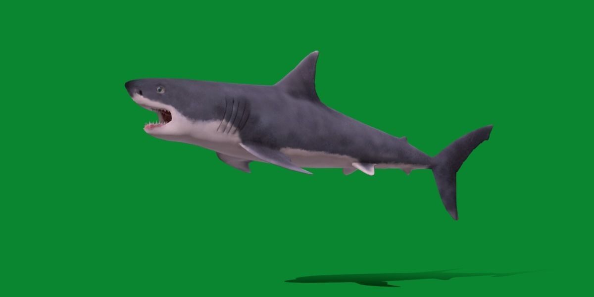 Great White Shark Low-poly 3D model_17