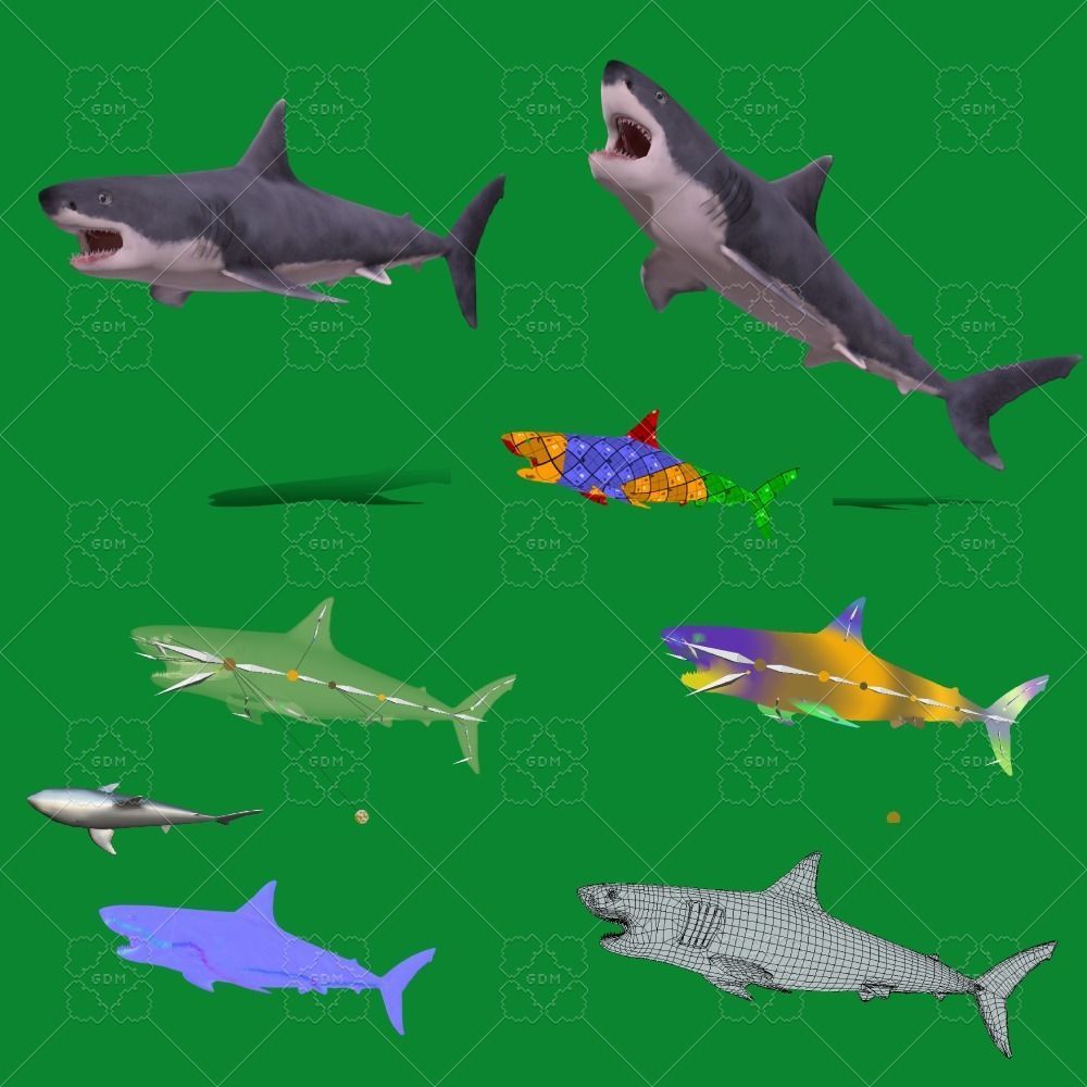Great White Shark Low-poly 3D model_3