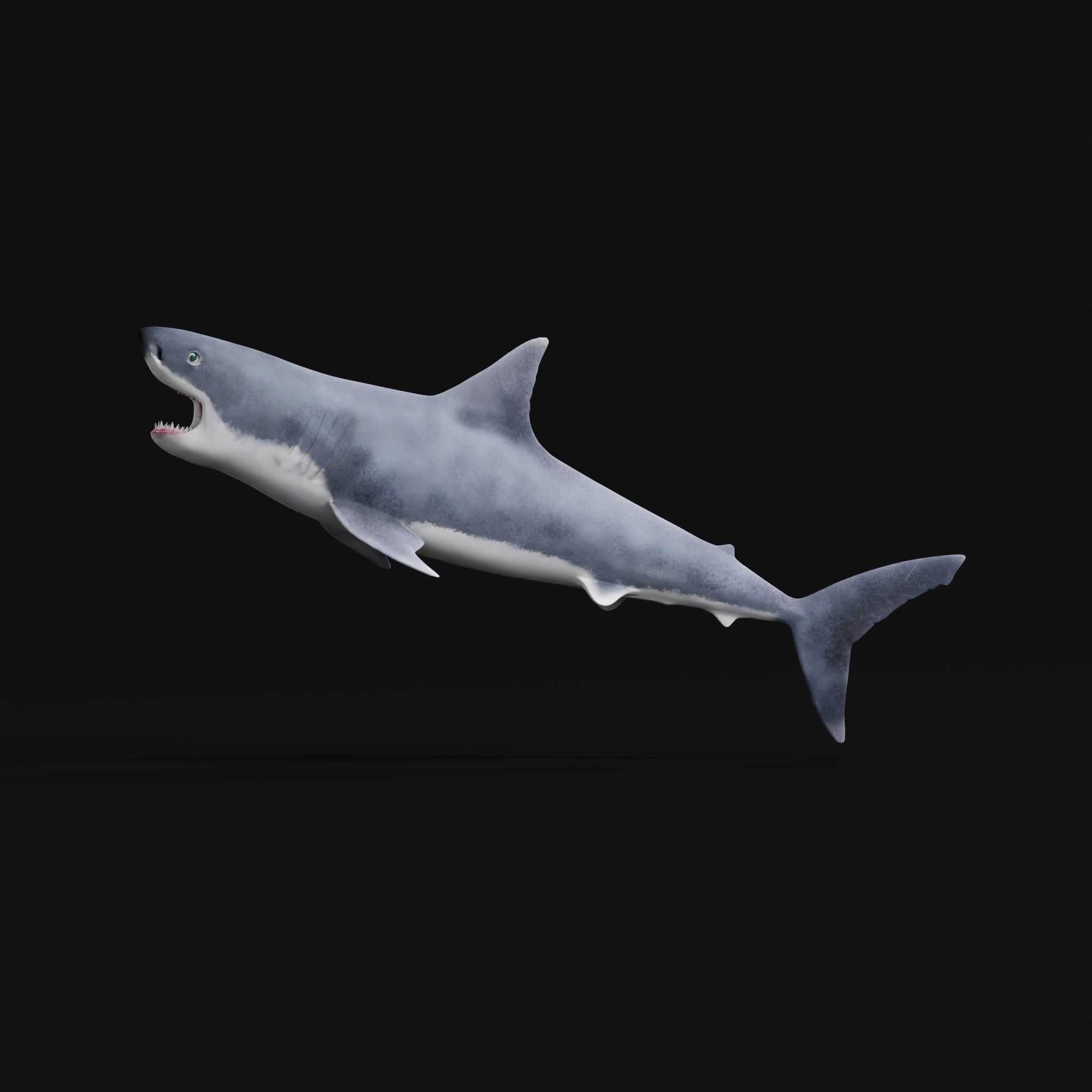Great White Shark Low-poly 3D model_29