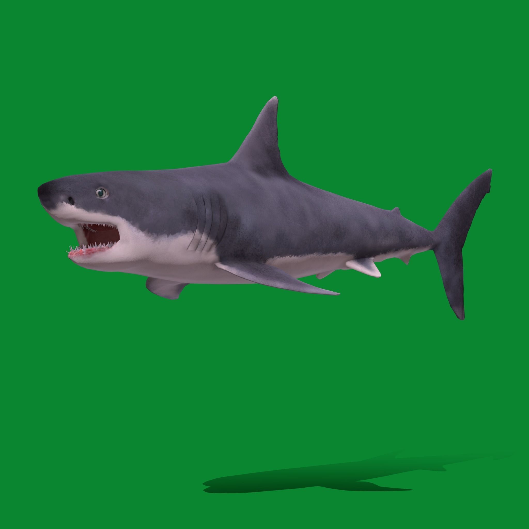 Great White Shark Low-poly 3D model_16