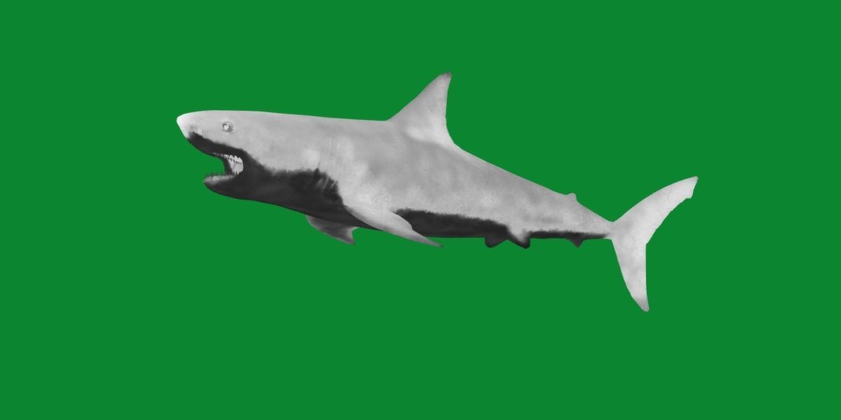 Great White Shark Low-poly 3D model_22