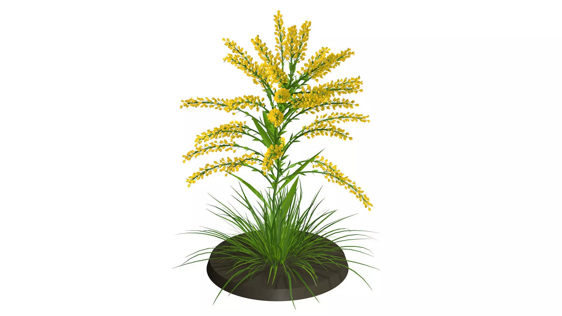 WEED floret 3D model