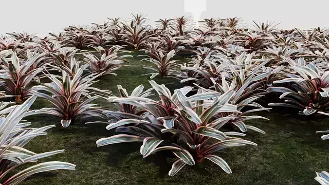 Neoregelia Carolinae a