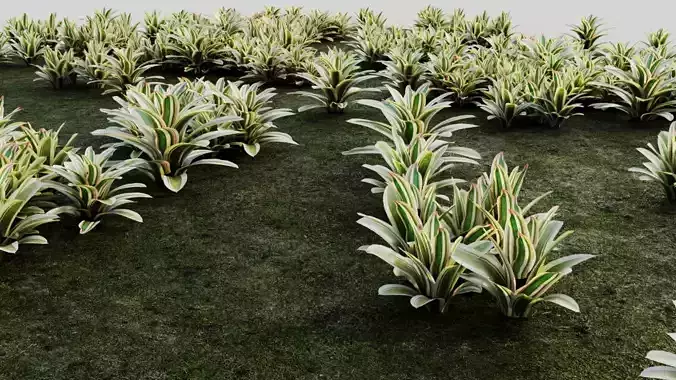 Neoregelia Carolinae b