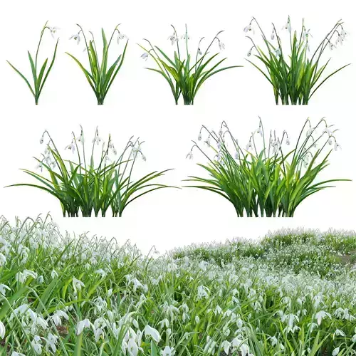 Galanthus nivalis - Snowdrop