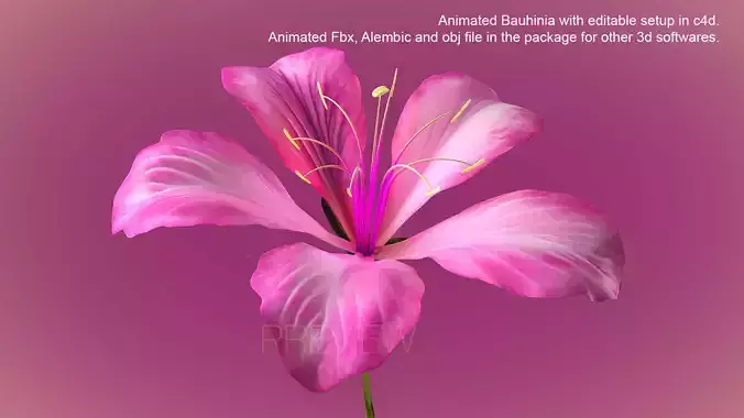 Animated Bauhinia Flower  3D model