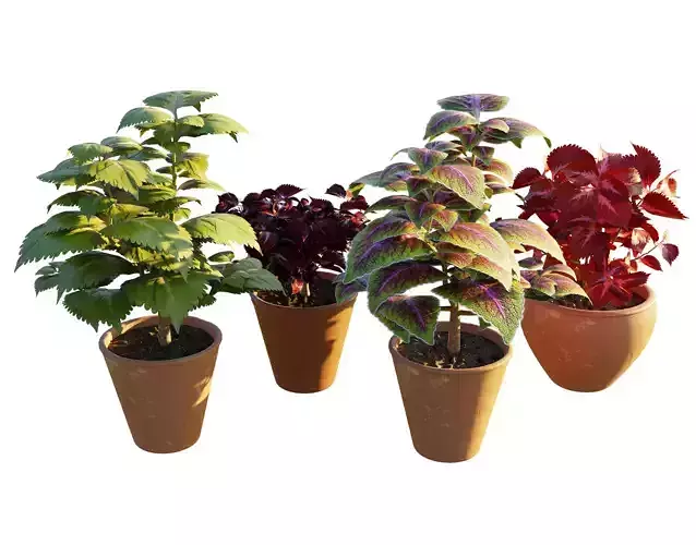 Potted Coleus Plant 3D Model Low-poly 3D model