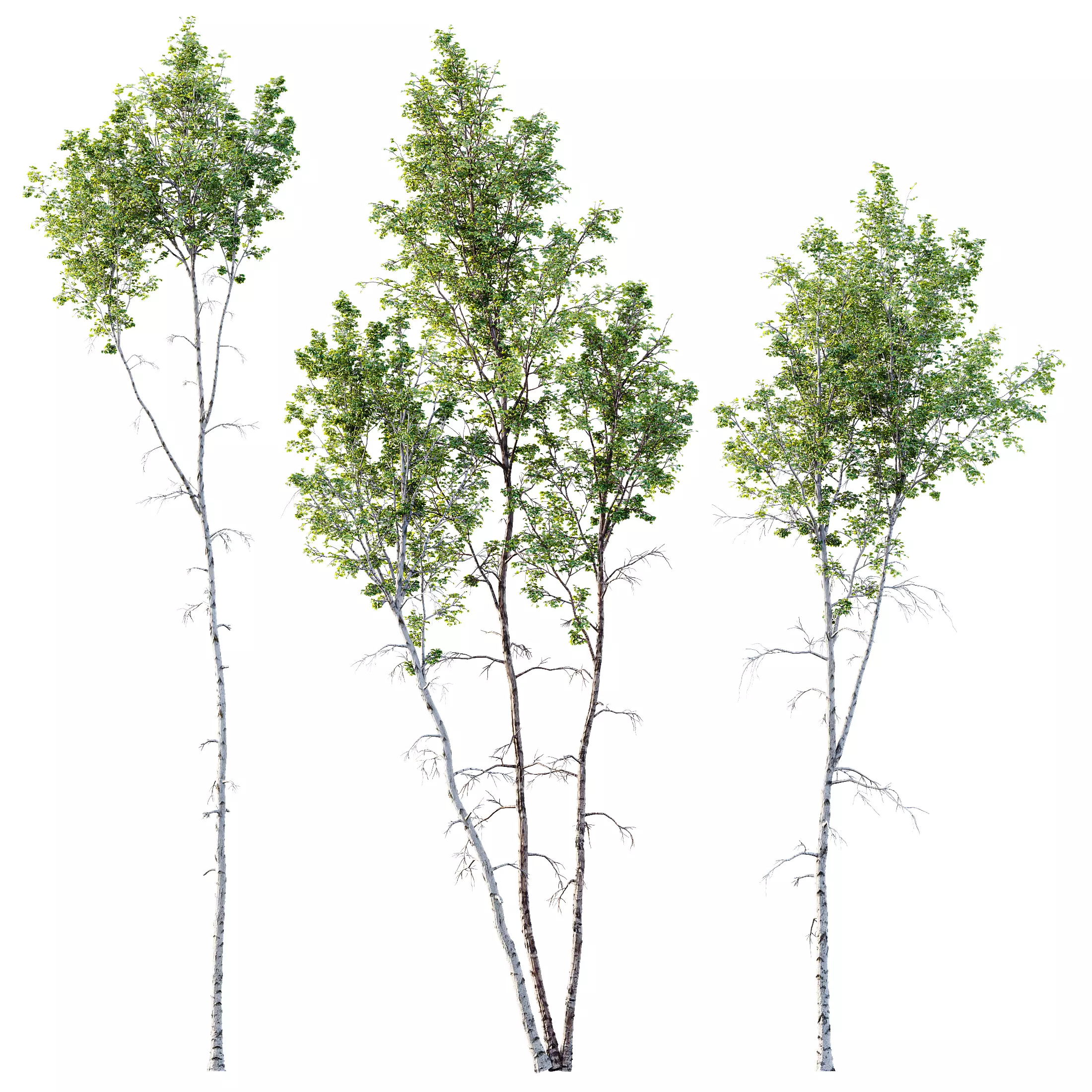 Betula Pendula 3 trees 3D model_0