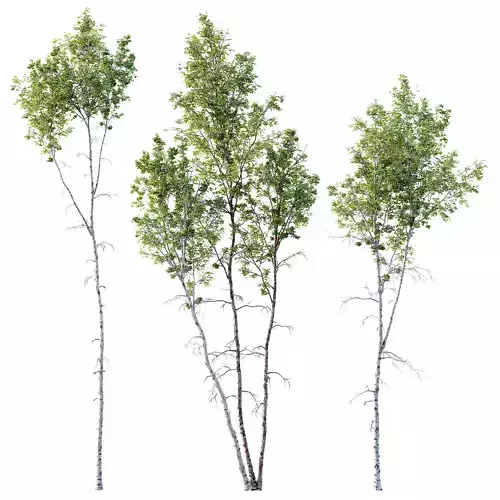 Betula Pendula 3 trees 3D model