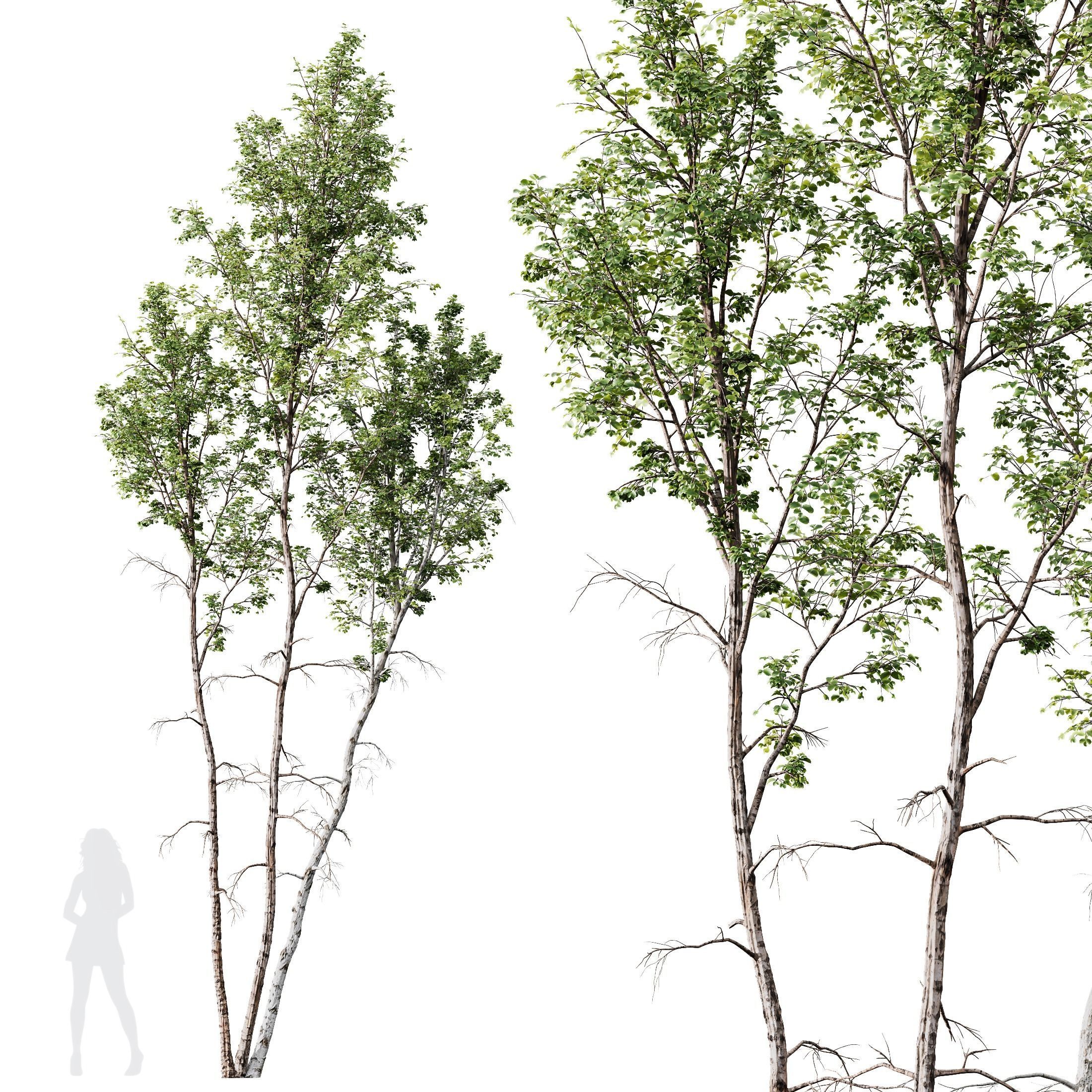 Betula Pendula 3 trees 3D model_1