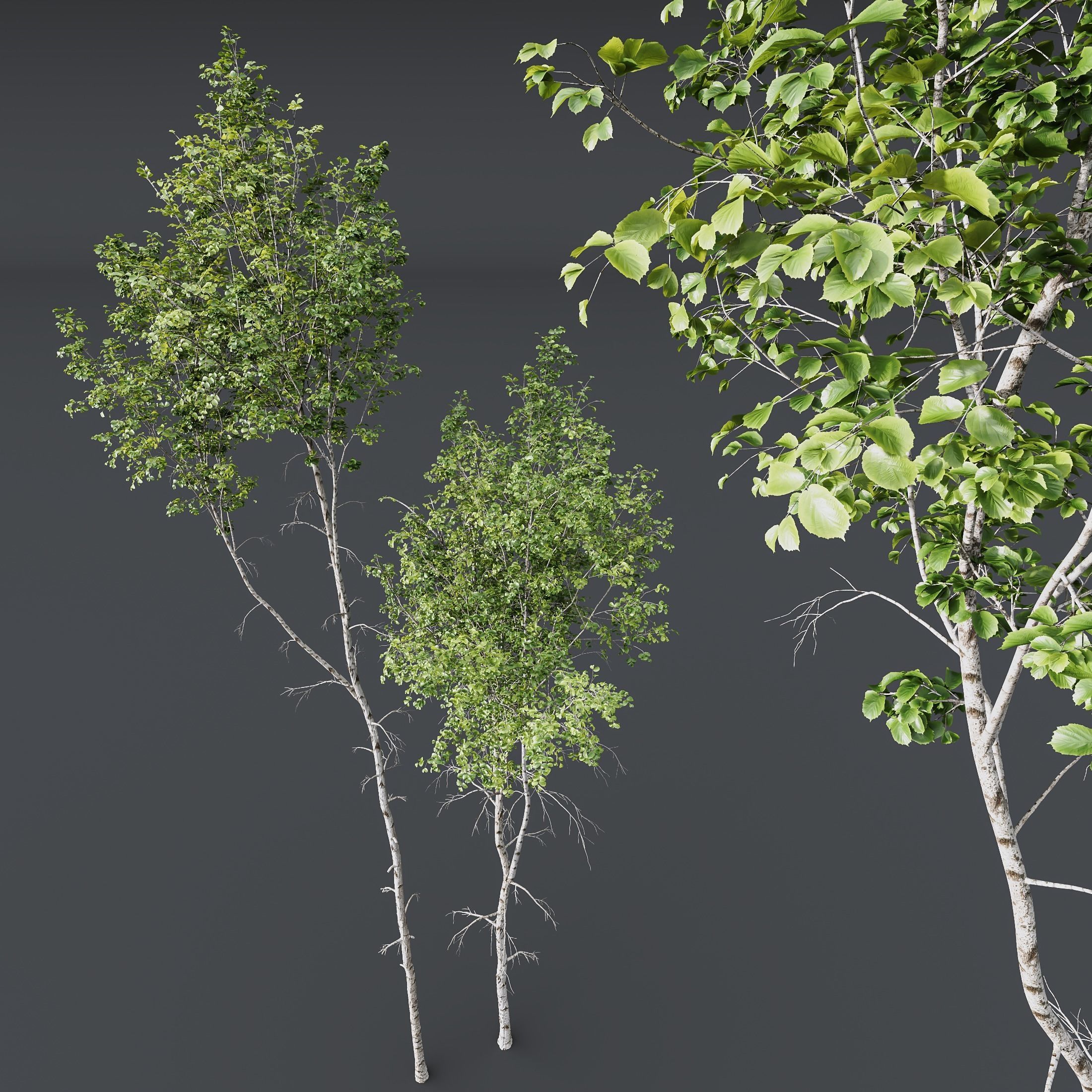 Betula Pendula 3 trees 3D model_8