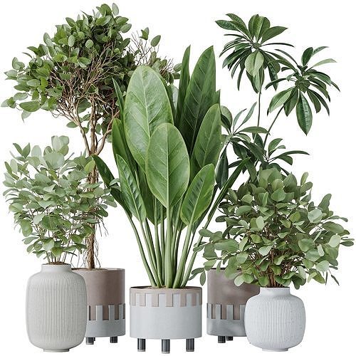 Indoor plants set 110 Eucalyptus Bouquet and Ficus Beliza 3D model