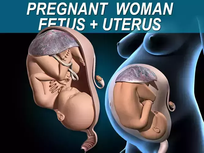 Pregnant - Fetus and Uterus 3D model
