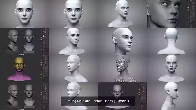 Young Male and Female Heads