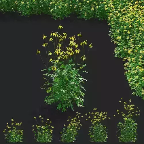 Ratibida pinnata flower