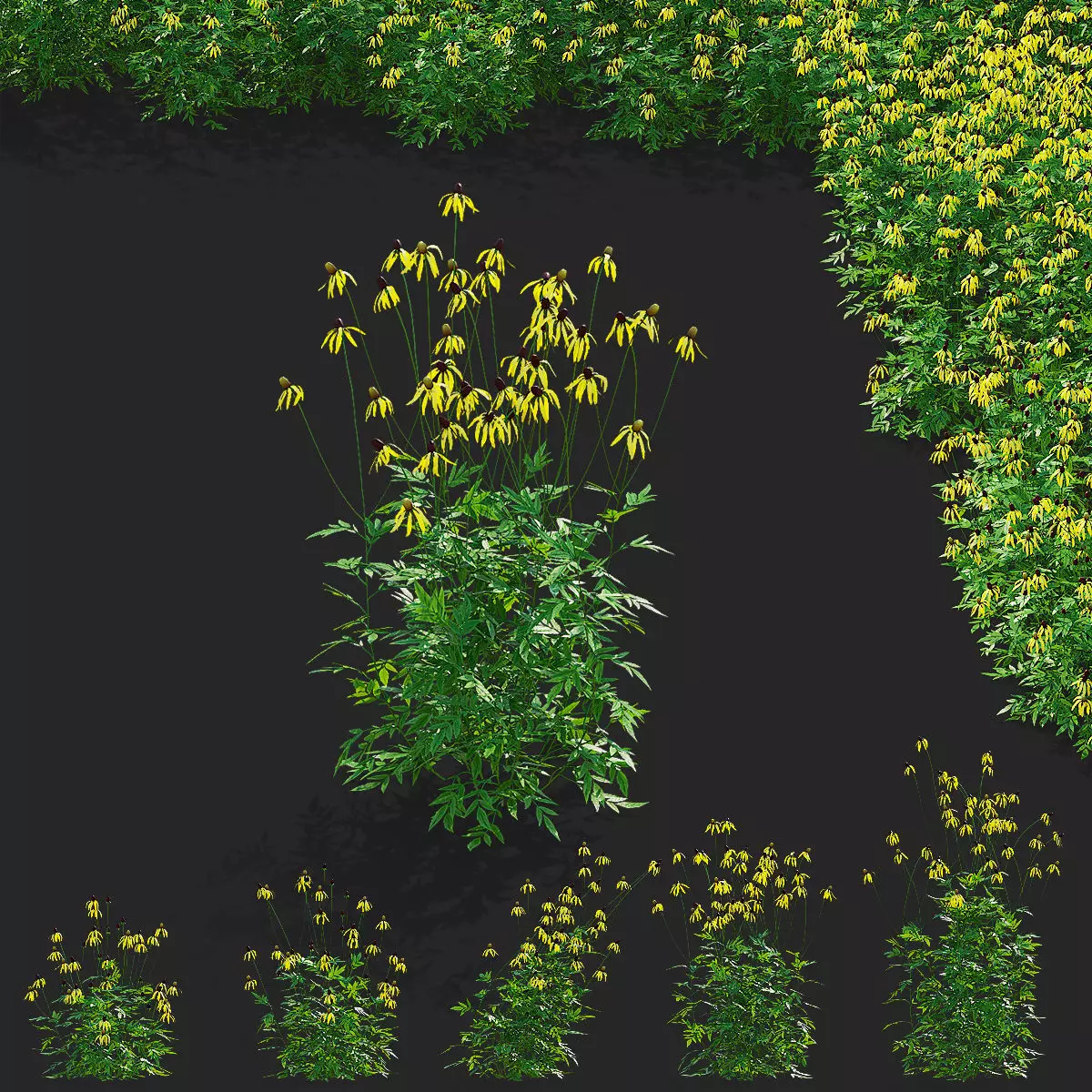 Ratibida pinnata flower 3D model_0