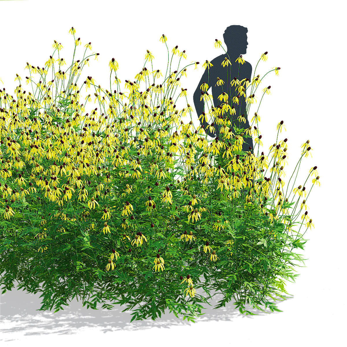 Ratibida pinnata flower 3D model_3