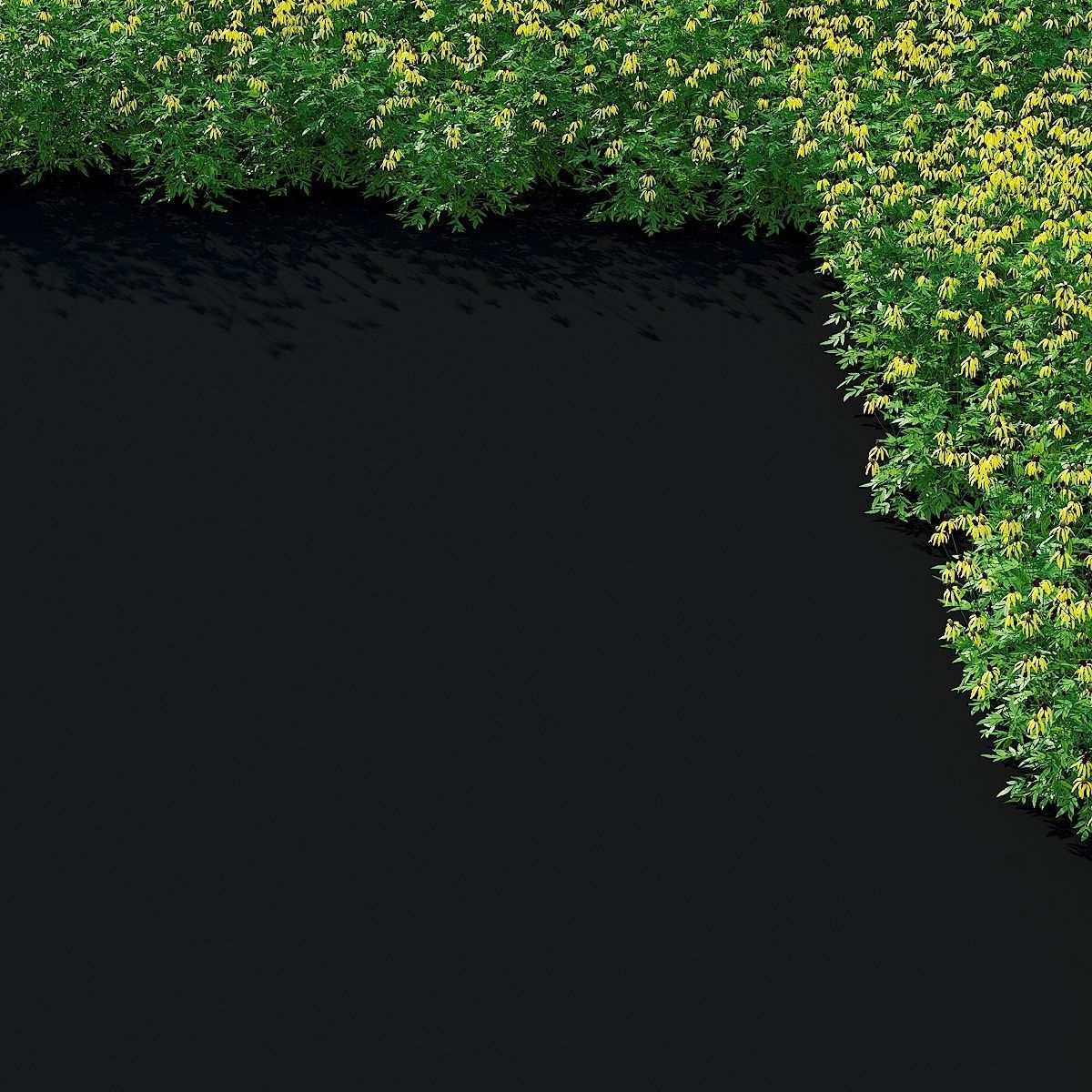 Ratibida pinnata flower 3D model_12