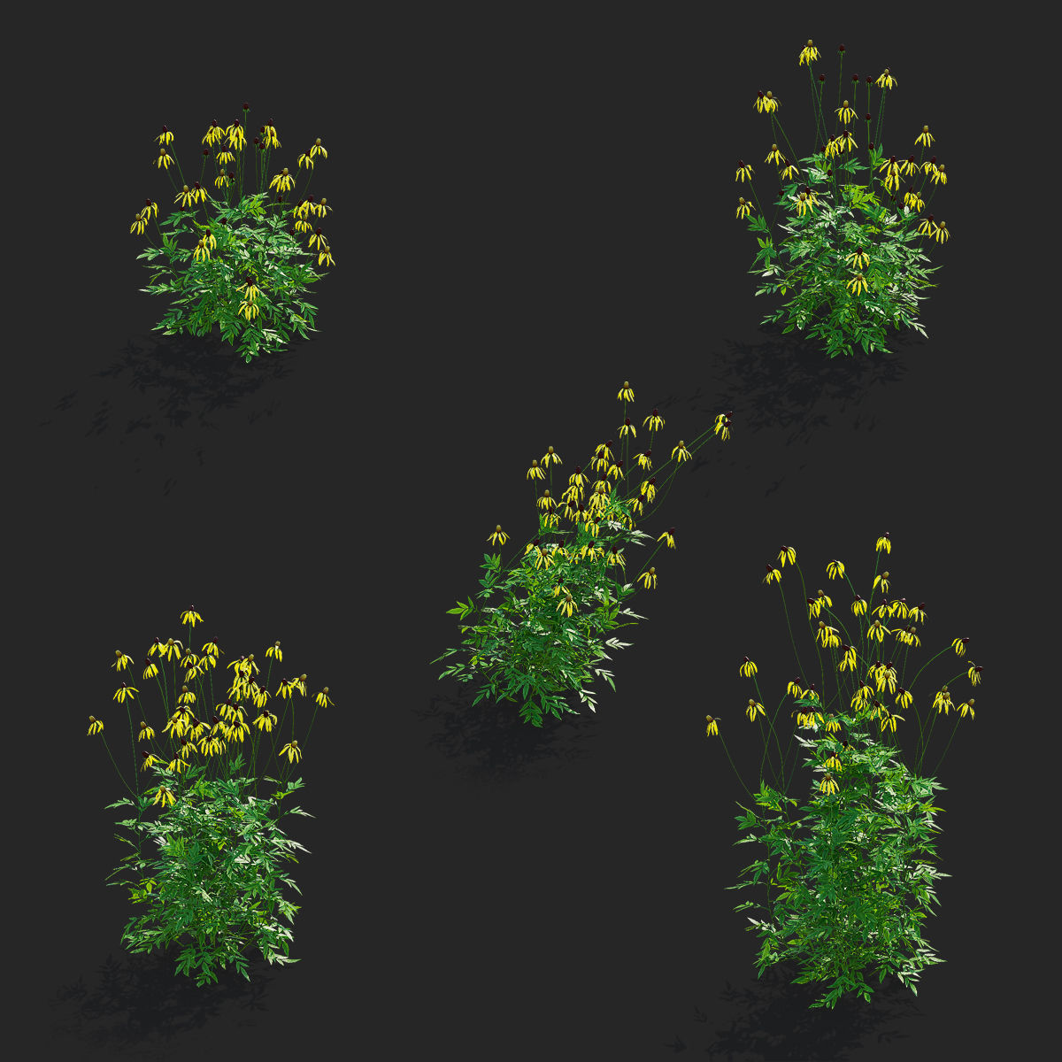 Ratibida pinnata flower 3D model_1