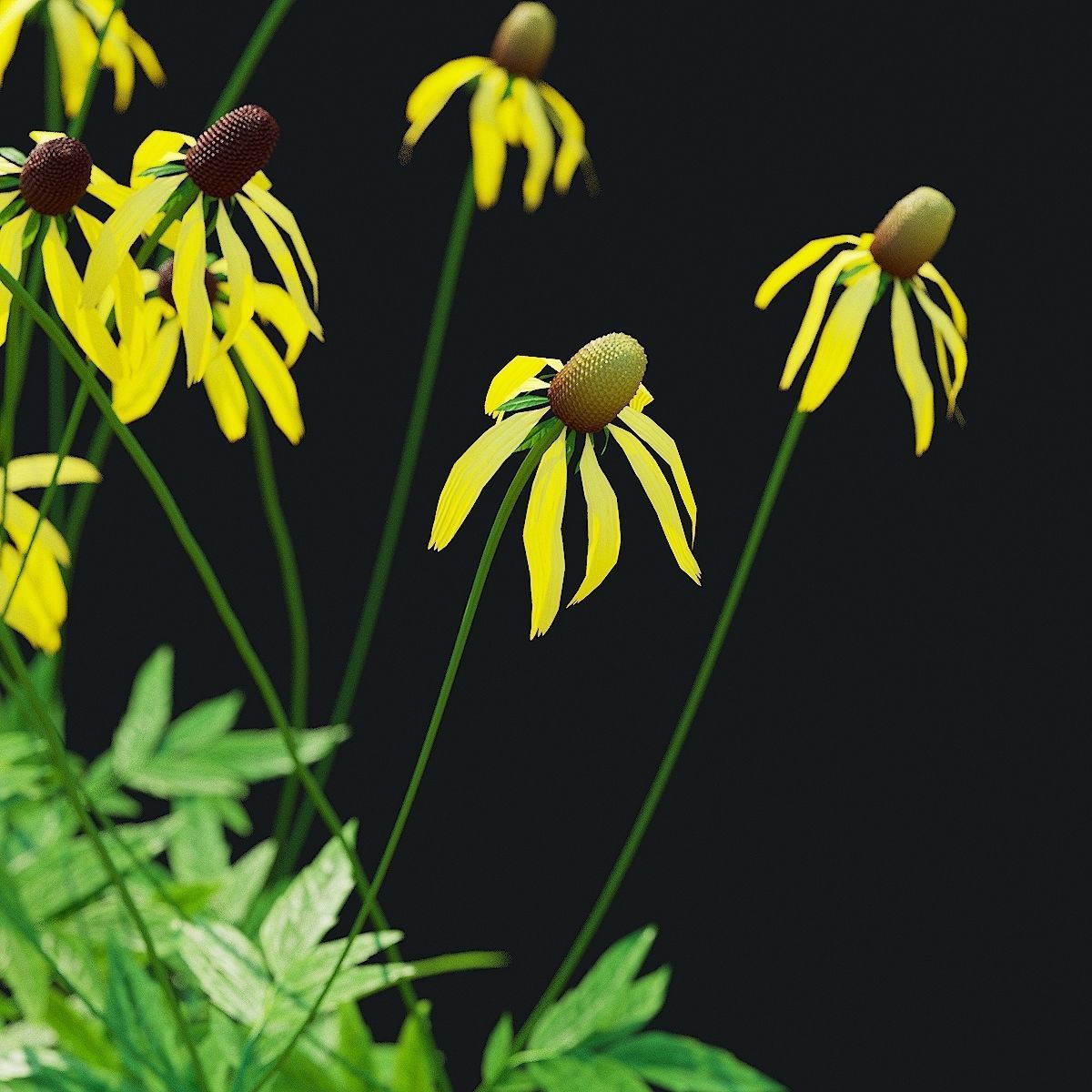 Ratibida pinnata flower 3D model_2