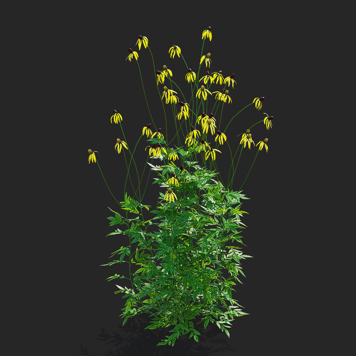 Ratibida pinnata flower 3D model_10