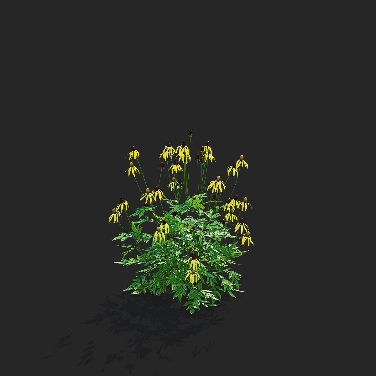 Ratibida pinnata flower 3D model_9