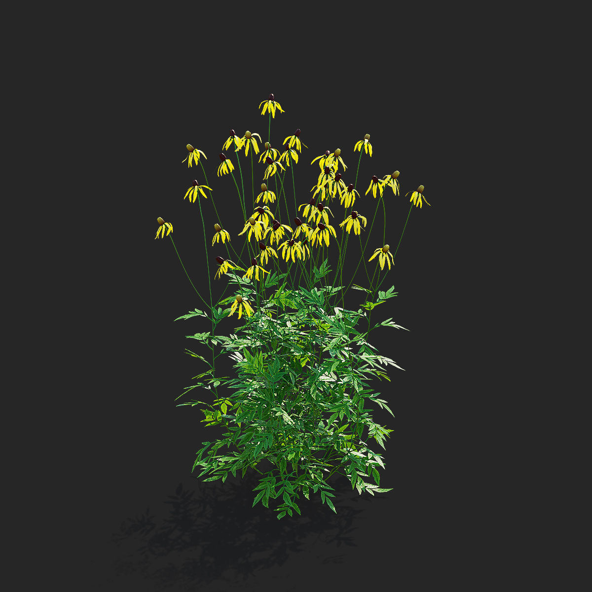Ratibida pinnata flower 3D model_6